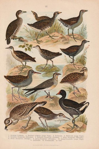 C1890 rallen ralle - rallen,