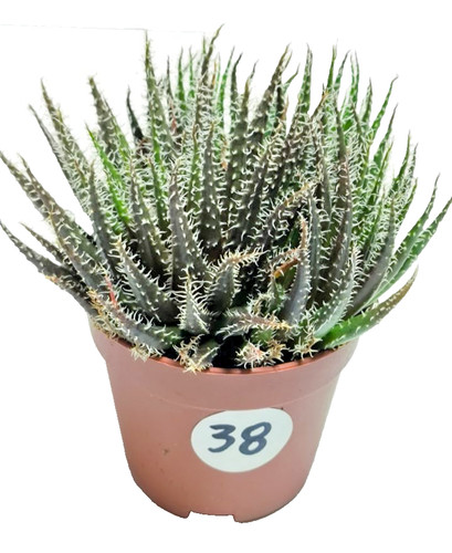 Aloe hawortioides cm - aloe, Ø