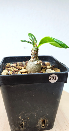 Adenium