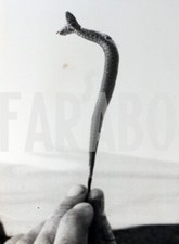 Foto Vintage Animali Selvatici