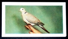 BARBARY DOVE  Aviary Bird