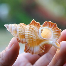 5-8cm Biplex Perca Shell Maple