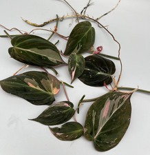 Philodendron Micans rosa