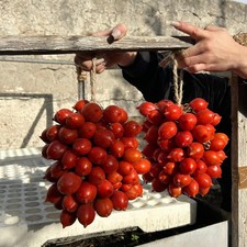 Pomodoro del Piennolo del Vesuvio ProduzioneArtigianale 2 Grappoli DaCirca 1,5kg