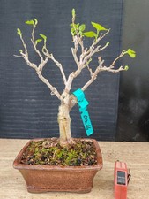 bonsai di gelso h 39 cm visita
