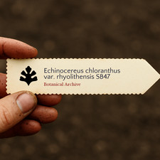 Echinocereus chloranthus var