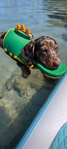 Salvagente per cane - salvagente,
