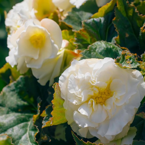 Bulbi begonia doppio - bulbi, di
