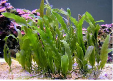 Alga caulerpa acquario - alga,