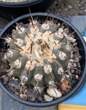 Copiapoa cinerea autoradicata