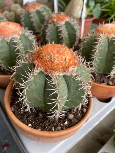 Melocactus matanzanus pianta - matanzanus,