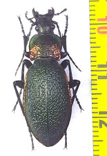Carabidae, Carabus (Megodont.)