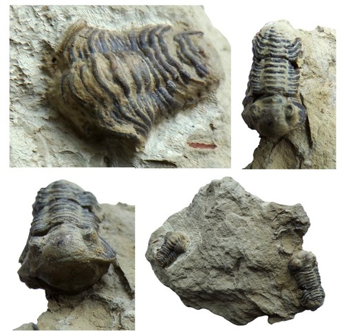 British silurian trilobites - silurian, uk