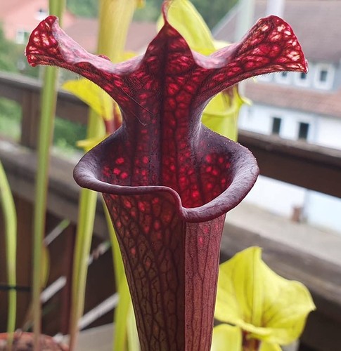Sarracenia moorei saurus - sarracenia,