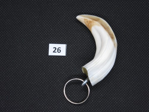 Wild boar tusk - , (no