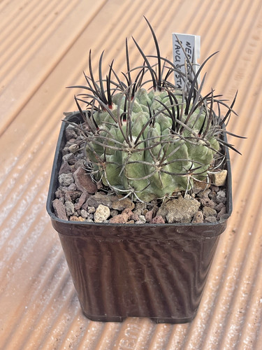 Neoporteria paucicostata - neoporteria,