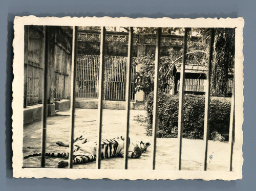 Indochine saïgon jardin - indochine,, saïgon,
