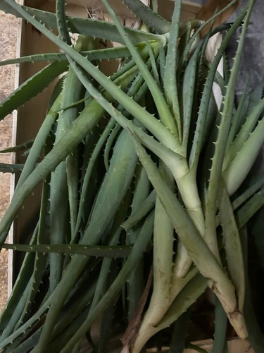 Aloe vera polloni - aloe,