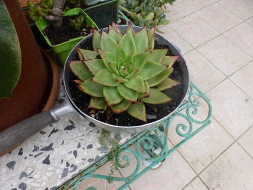Belle succulente nel setaccio - belle,