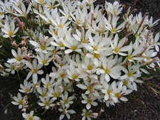 Giglio della pioggia Zephyranthes candida pianta