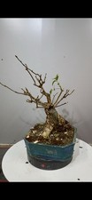 Pre Bonsai Di Sambuco
