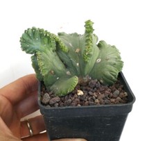 Myrtillocactus geometrizans CRESTED CRESTATO AA12