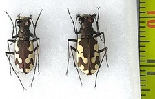 Carabidae, Cicindela