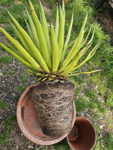 Yucca filifera 80cm 10cm - 🌴yucca, 80cm/10cm