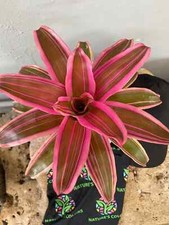 Bromelia Neoregelia 'Franca'