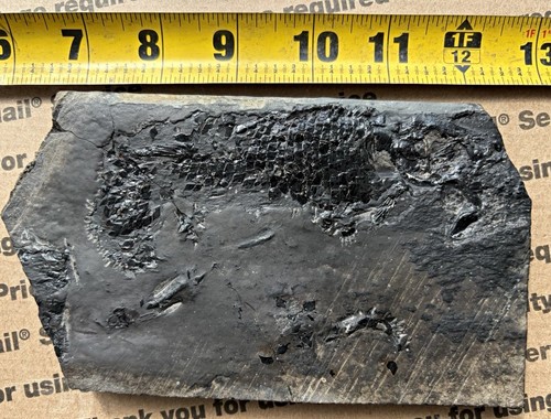 Rara maglia semionotus fossile