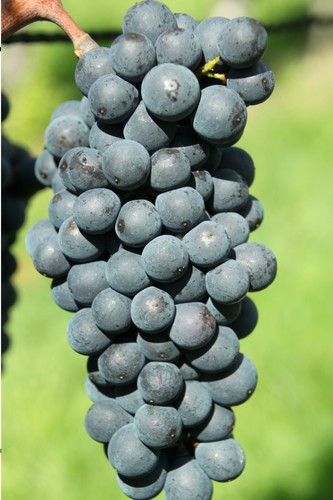 Pianta vite uva - pianta, vino