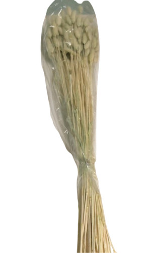 Lagurus topini 70cm verde - lagurus,
