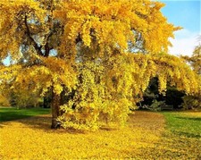 Ginkgo biloba, albero di