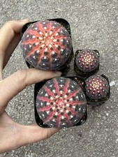 5PCS Gymnocalycium ragonesei