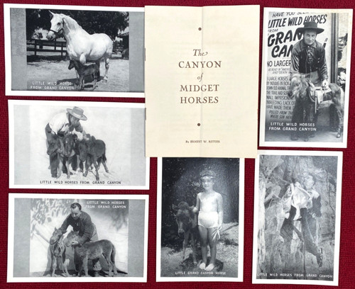 Grand canyon midget horses - midget,
