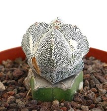 Astrophytum cv ONZUKA x HAKUUN (innesto) HA029 - berretto vescovile | cactus stellato