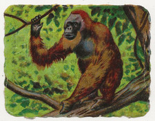 55/248 Immagine da Collezione Orangotango Scimmia Simia Satyrus