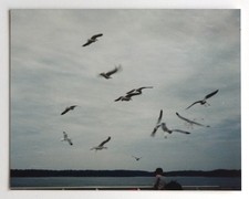 Mouettes oiseaux mer horizon flou - Photo vintage snapshot