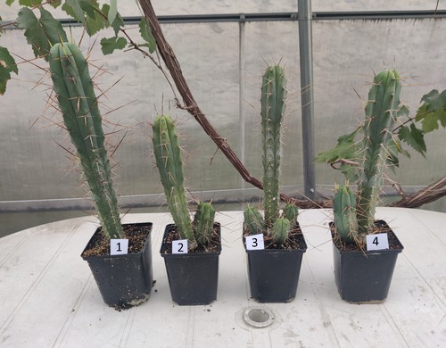 Cactus san pedro cereus - san,