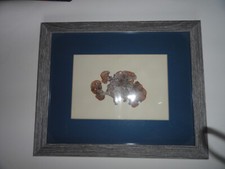 PADINA SANCTAE - Arte delle alghe pressate - Collezionata in Giamaica nel 1975.