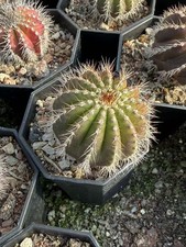 Rara pianta di cactus