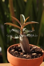 PIANTA ADENIUM SOMALENSE "NOVA
