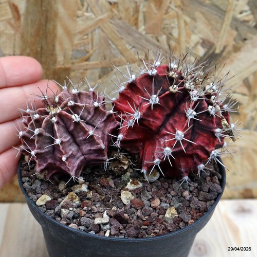 Gymnocalycium mihanovichii
