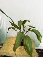 Aspidistra elatior Variegata  EXACT PLANT 22.9.8