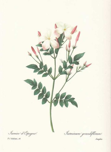 Vero gelsomino gelsomino