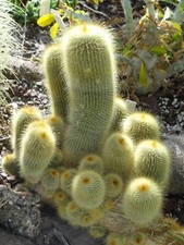 Notocactus leninghausii 25