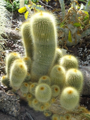 Notocactus leninghausii - , 25