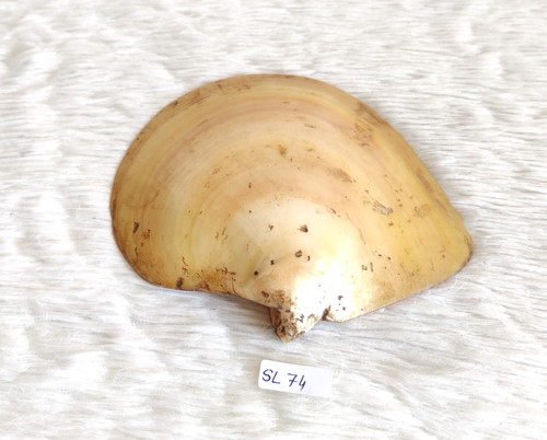 Bellissimo conchiglia naturale - bellissimo,