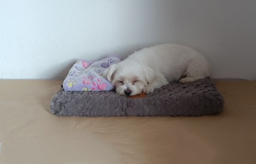 Cuccia cane gatto deluxe - cuccia,