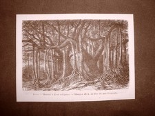 In India nel 1863 Banani o Ficus religiosa Botanica